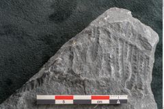 Foto (Detailansicht) von Alethopteris aquilina Brongniart (NHMW-GEO-2024-0188-11259)